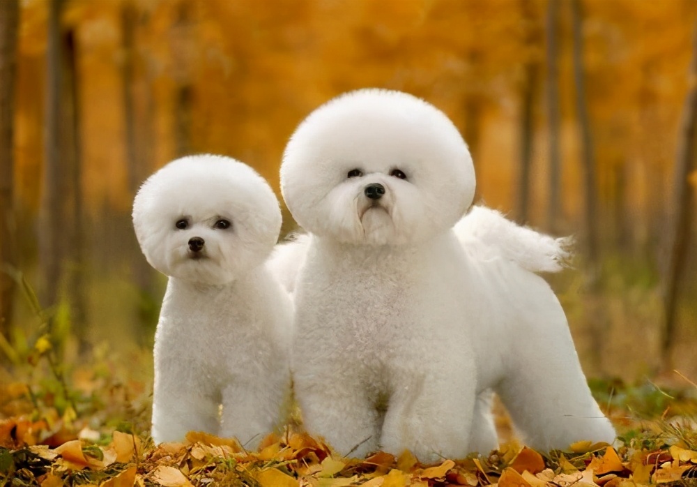 比熊犬多少钱一只好养吗,纯血统比熊犬和普通比熊犬区别