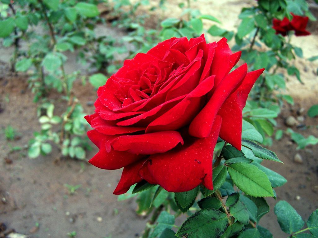 养月季花怎么打理,养月季花妙招