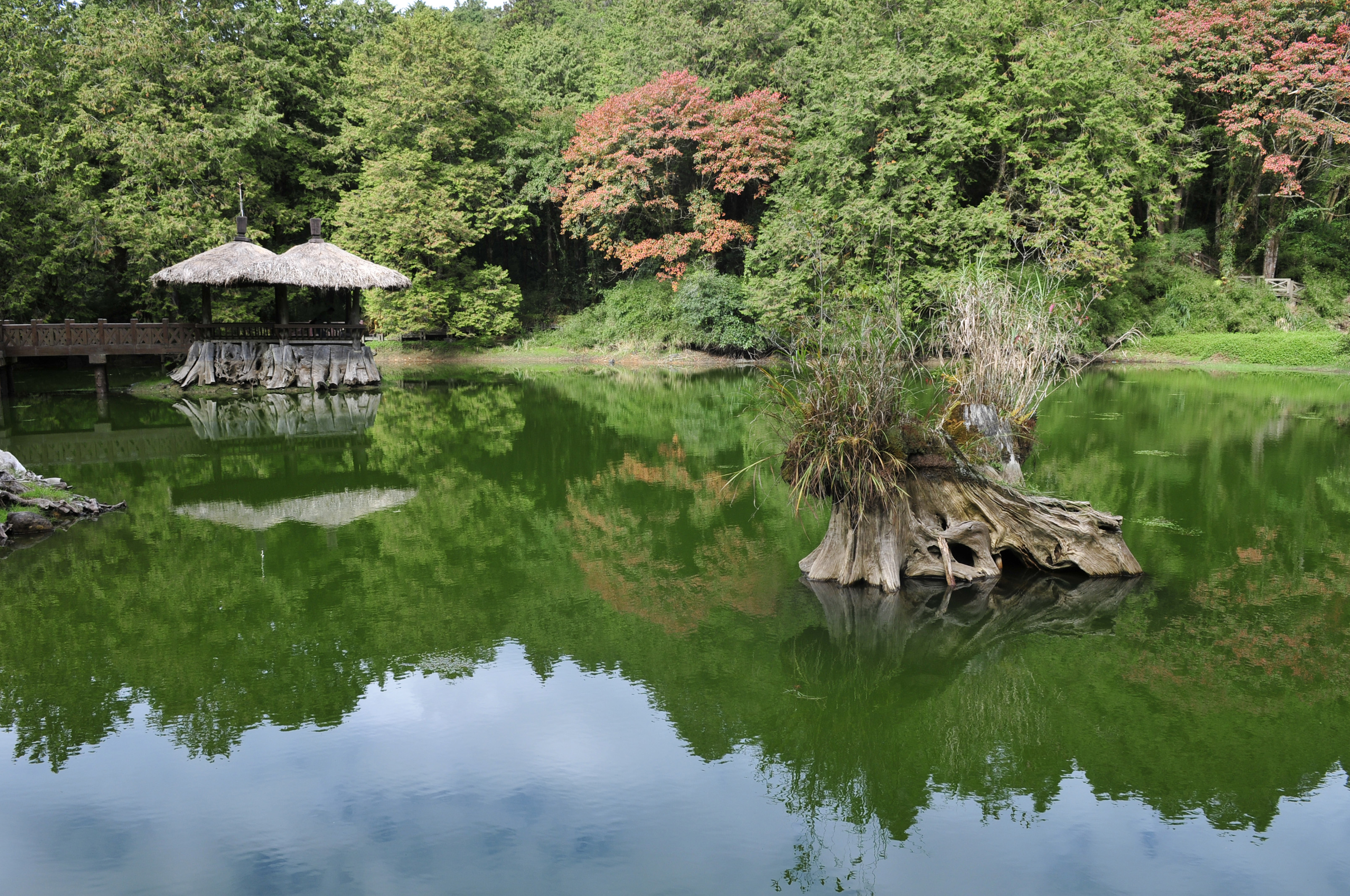 阿里山的故事传说,阿里山讲了一个什么故事