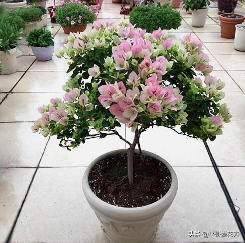 养花日常推荐植物盆栽,盆栽植物室内大号