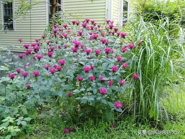 薄荷有清热解毒的作用吗,有一种特别清凉的薄荷