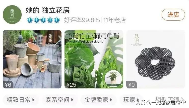 开花植物店铺推荐,适合店铺开花植物