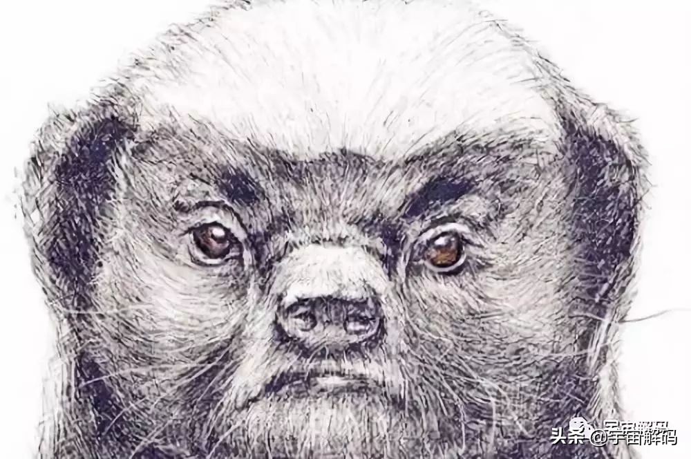 什么动物能单挑雄狮,在森林中唯一敢单挑狮子的动物