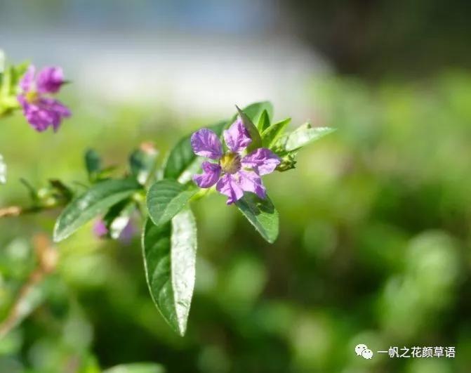 细叶萼距花耐寒吗,细叶萼距花喜光喜阴