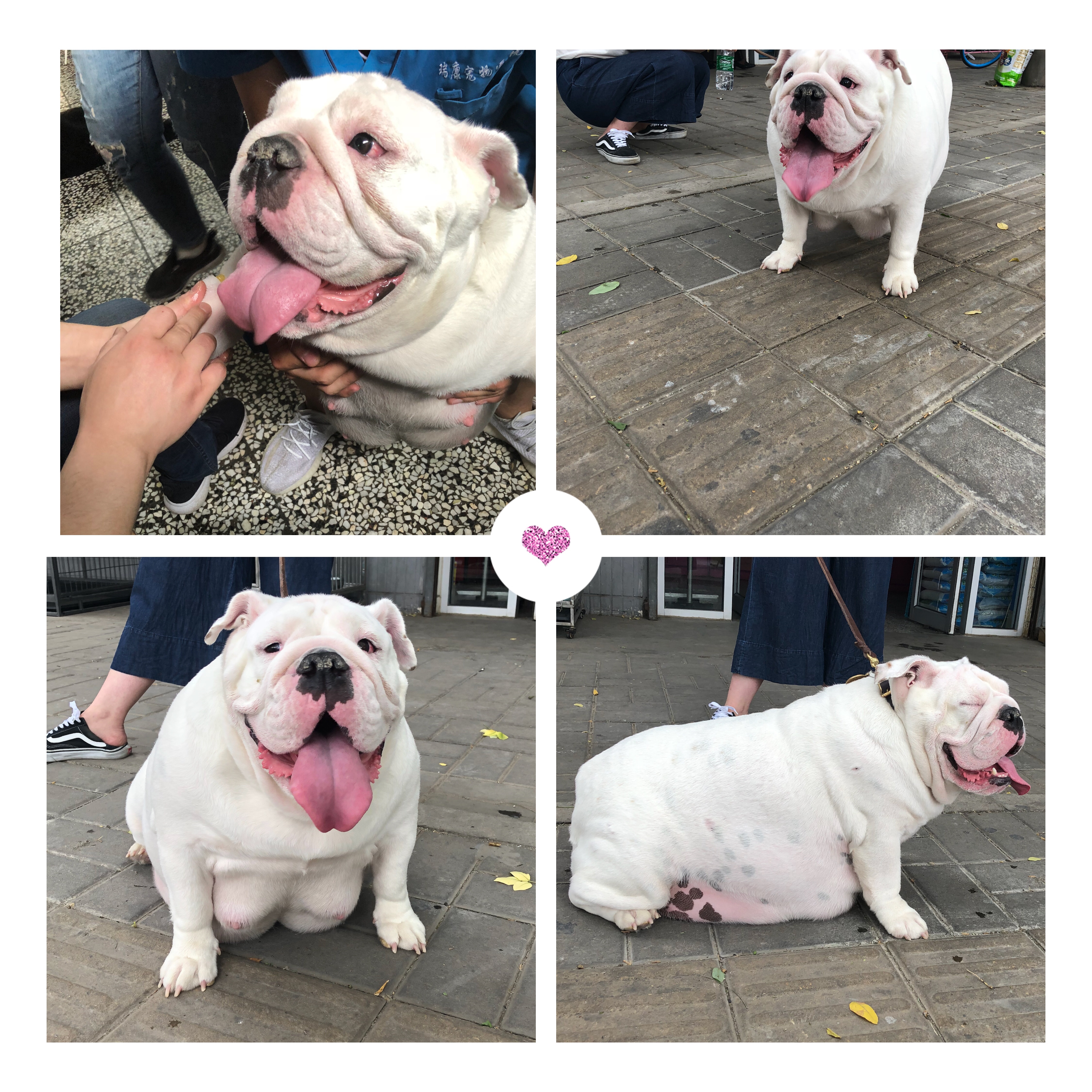 英牛分娩,英牛怀孕40天什么样