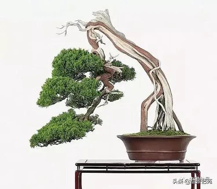 金银花盆景的修剪方法,盆景的修剪知识与技法