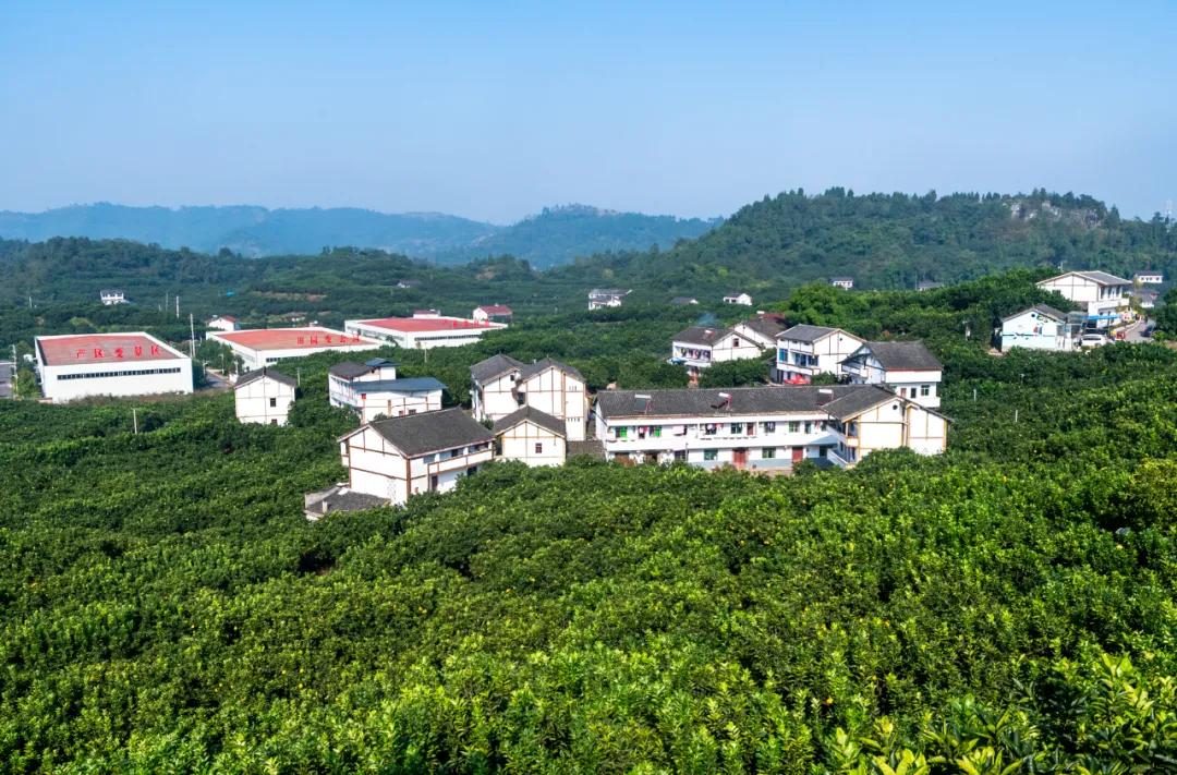 远销澳门!8000个龙安柚开启“新旅程”