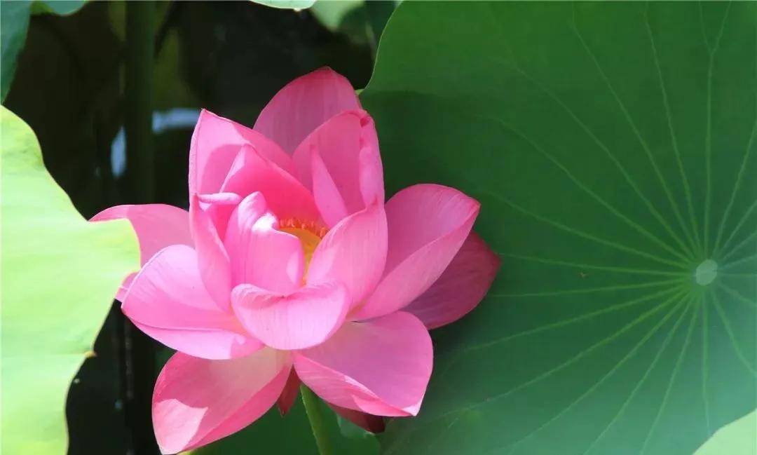 夏季最美荷花在哪里,山东最漂亮的荷花