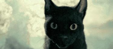 20元土猫,土猫能卖多少钱一只