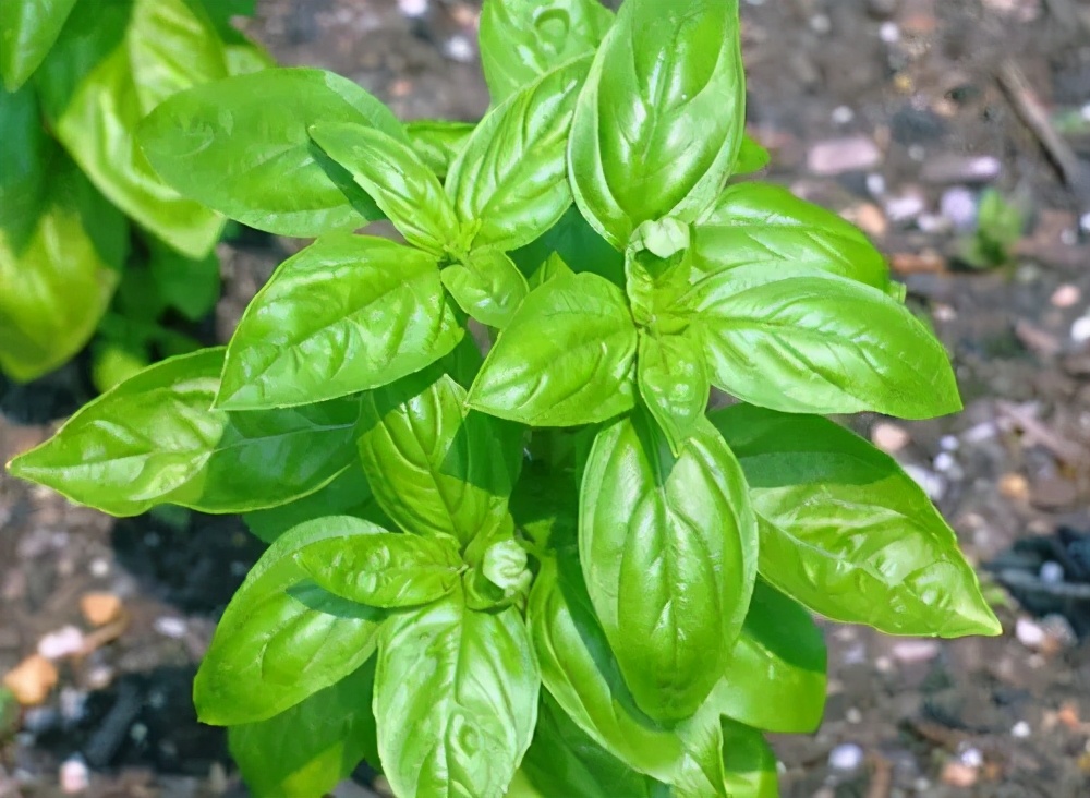 味似茴香的罗勒,叶翠、花艳、芳香四溢,实用派都盆栽在阳台上