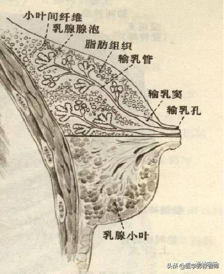乳腺钙化怎么区分良性和恶性,乳腺钙化的诊断与分级
