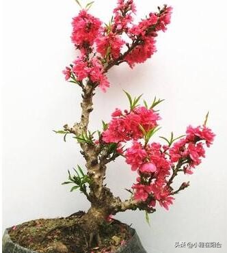 种桃花多久浇一次水,水培桃花开花后把枝栽花盆