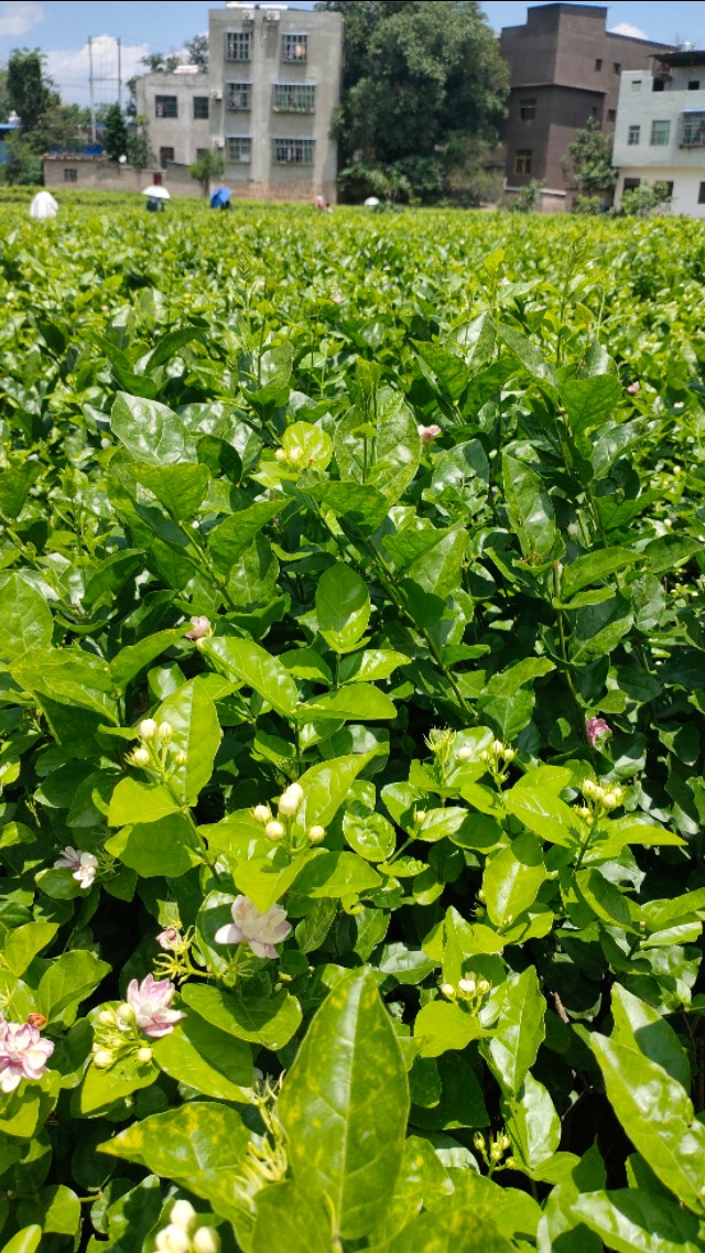 福州茉莉花基地,茉莉花盆栽基地直销