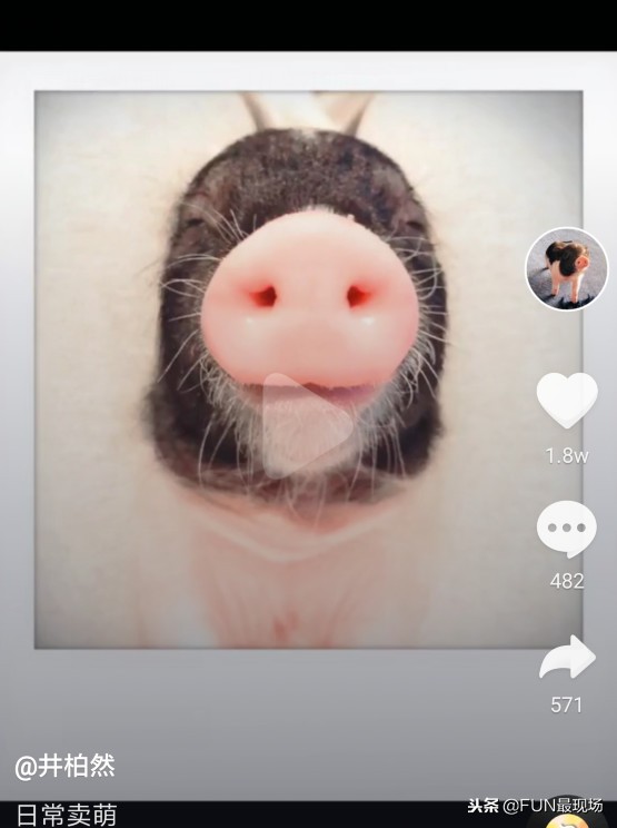井柏然抖音小猪,井柏然给白敬亭送小猪佩奇