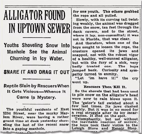 夜市上毫无尊严的鳄鱼，曾让上个世纪的纽约人心惶惶