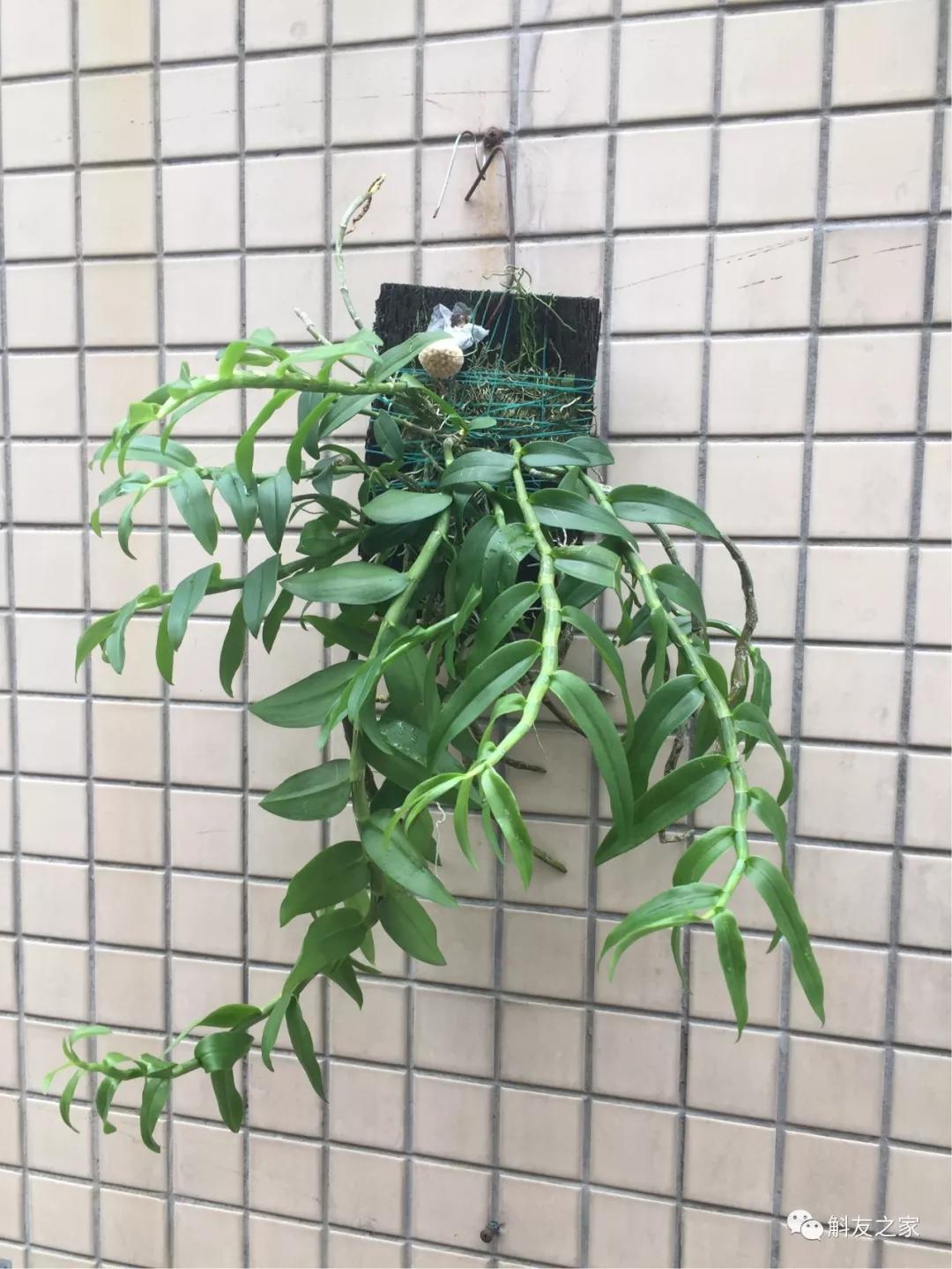 石斛兰叶子变黄的解决办法,石斛兰叶子变黄了怎么解决