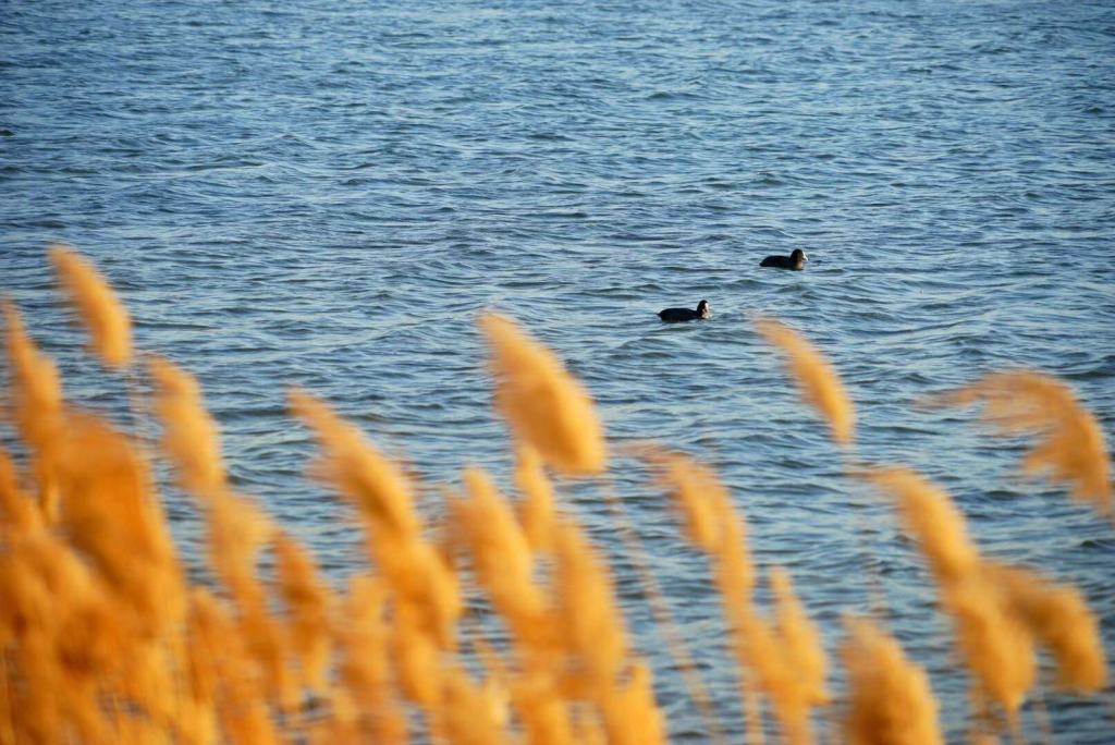 郑州象湖冬天图片,郑州象湖航拍视频