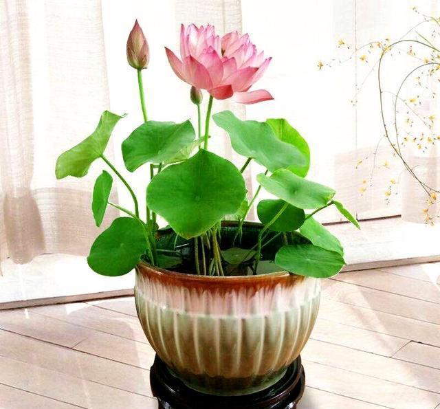 碗莲怎么养才能迅速开花,碗莲如何养殖能多开花