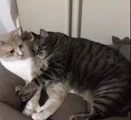 最能长胖的猫咪竟然不是橘猫,最容易变胖的猫