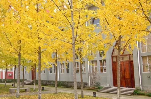 温州秋冬的银杏树确实美,温州最原生态银杏