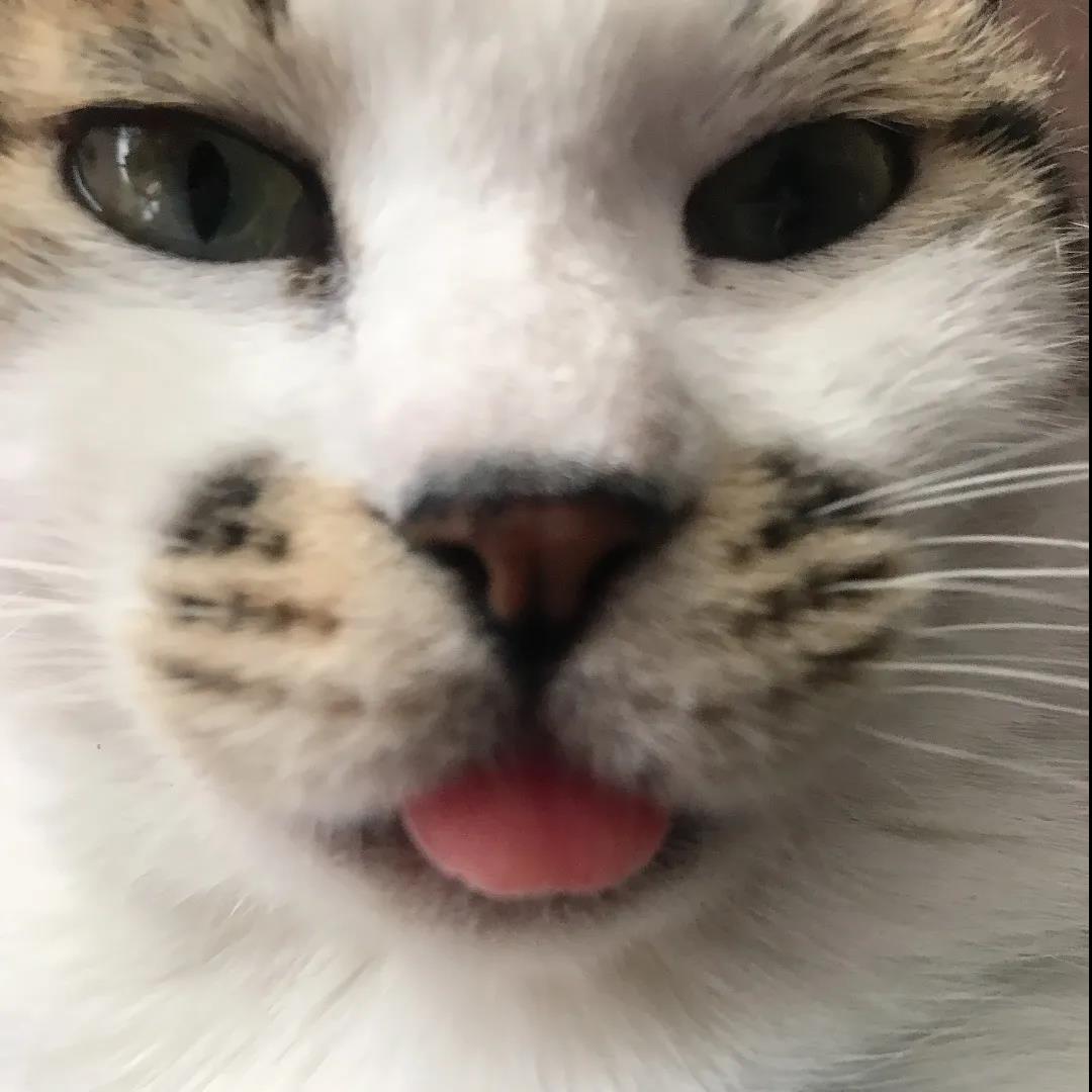 撸猫福音读懂猫咪这18个肢体语言,科学的撸猫