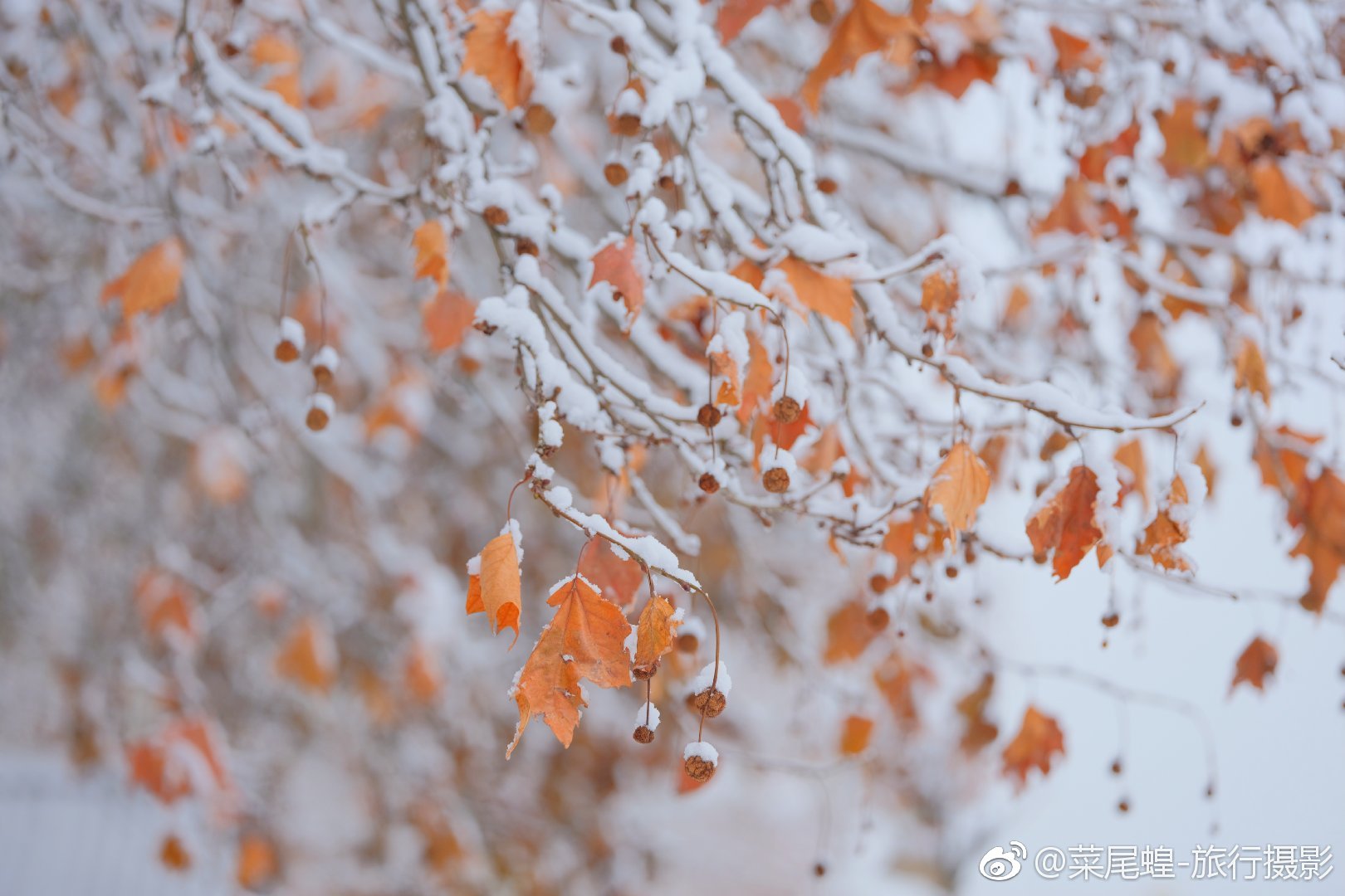 贝尔格莱德旅游免签,东欧冬天旅游攻略