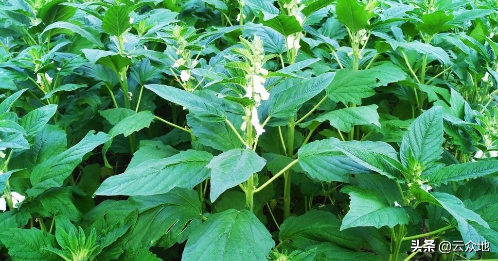 缺黑芝麻会有什么现象,芝麻缺硼的症状