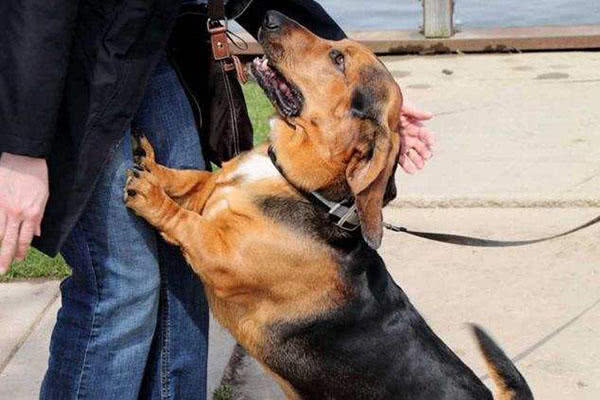 宠物狗喜欢咬东西怎么办视频,宠物狗喜欢咬手怎么办