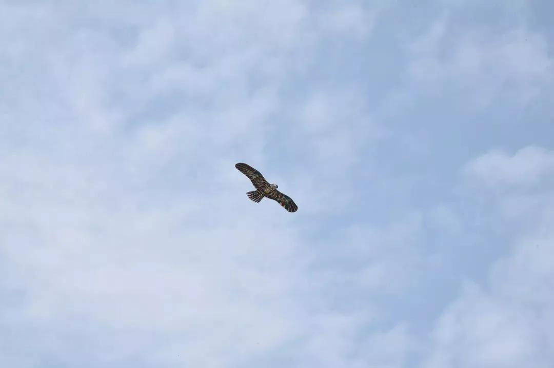 无风风筝能飞吗,无风也能飞的风筝怎么做视频