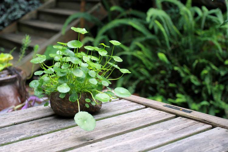 什么盆栽招财最旺,什么盆栽比较招财