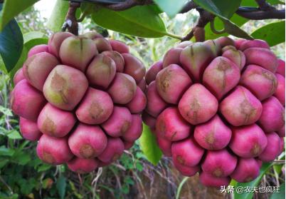 黄色像足球花纹一样的野果,长得像足球野果