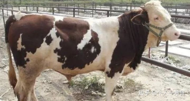 牛误食塑料有何症状,牛误食编织袋怎么解决