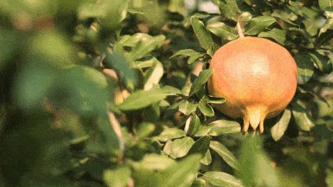 突尼斯石榴是不是都是爆汁的呢,好吃不吐籽的突尼斯软籽石榴来了