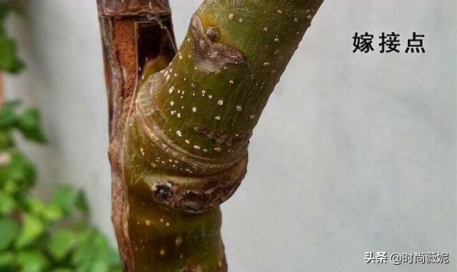 如何把月季养成老桩,月季怎么养成小老桩