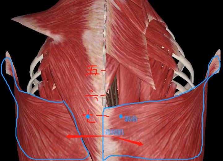 血会膈俞的解释,血会膈俞气会膻中