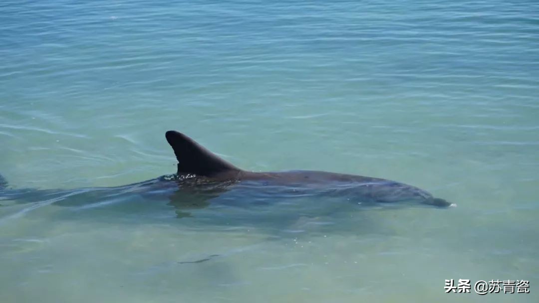 只知道大堡礁？澳大利亚还有这个冷门景点，美得不像地球