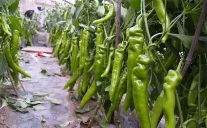 几个冷知识,这十个冷知识你知道几个呢