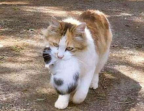 母猫总把小猫叼给主人啥意思,母猫总把幼崽叼床上