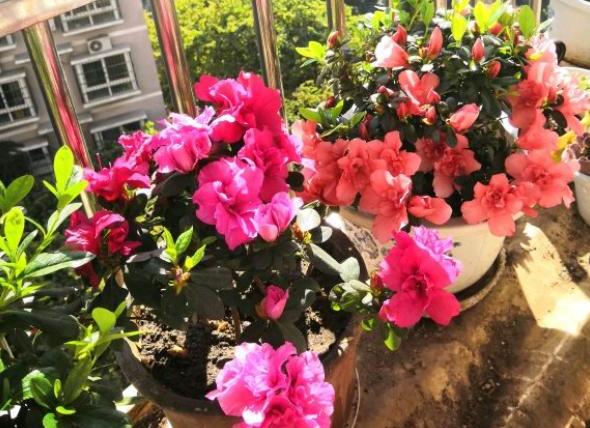 刚收到杜鹃花需要做什么,刚栽的杜鹃花需要浇水吗