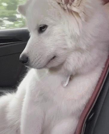 困成狗是什么样子,看看你家小狗的睡姿