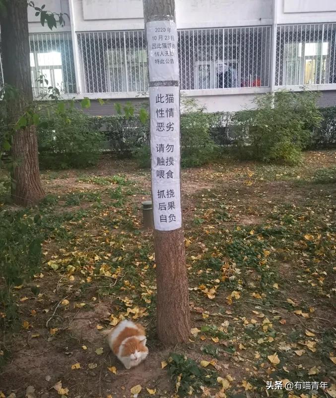 北大猫咪图鉴,中国人民大学猫咪图鉴