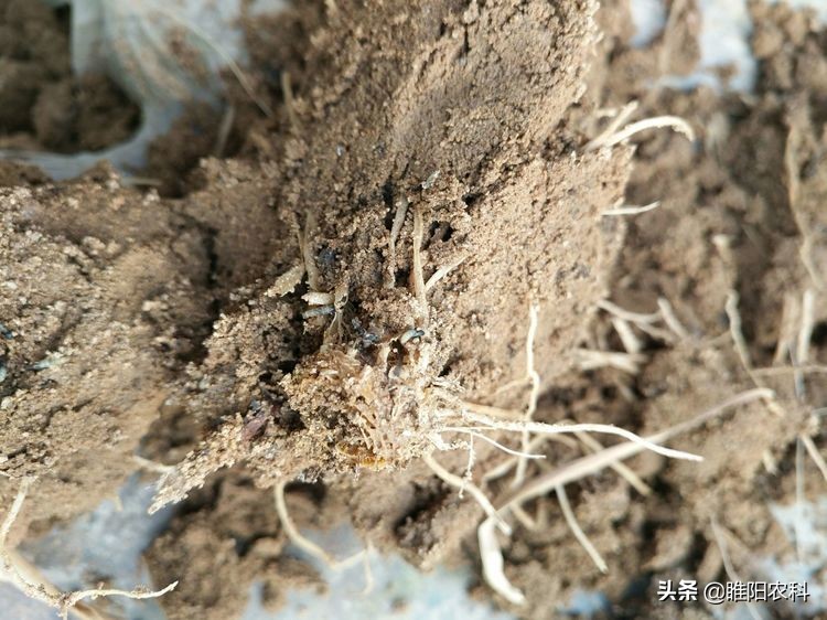 治蒜蛆的药持效期是多少天,治蒜蛆可以打的药