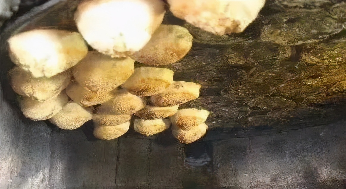 附近焦庄烧饼哪里的正宗,鄢陵吊炉烧饼哪家好吃