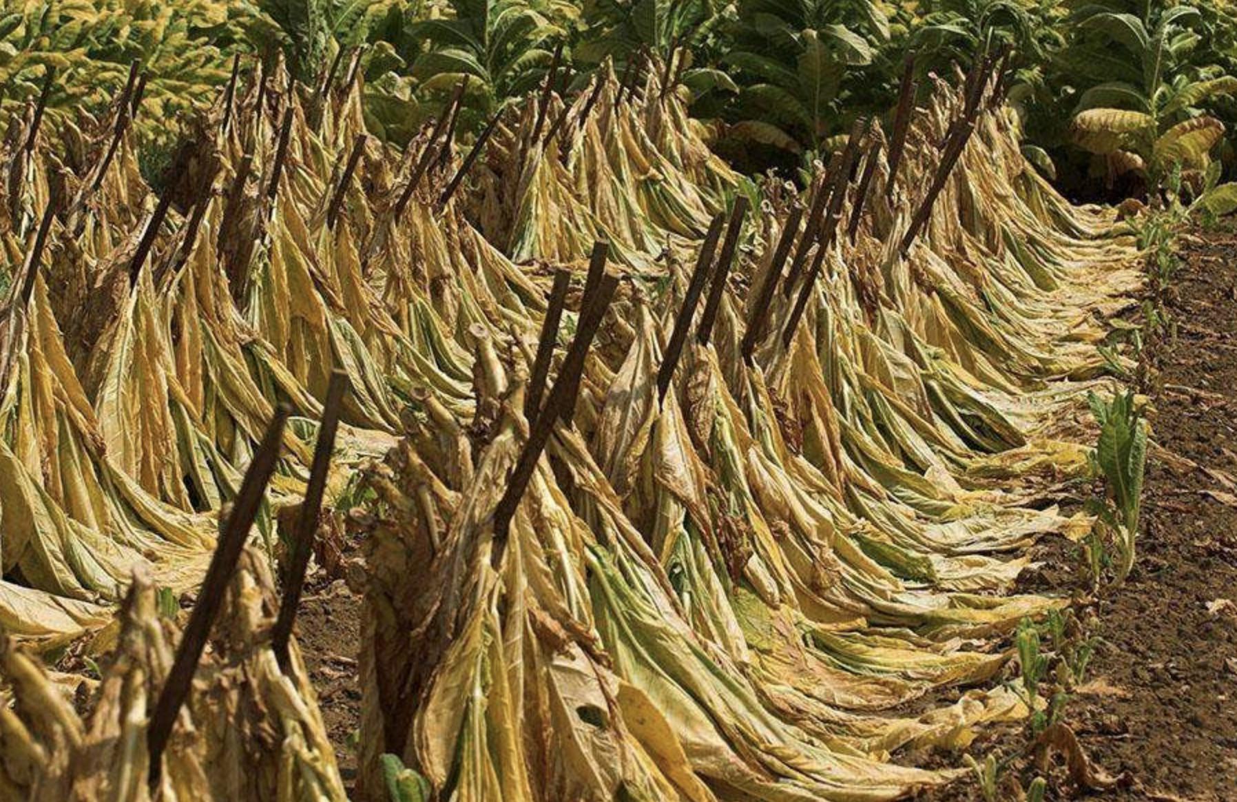 小猪说烟斗28：附录4：两个拉塔基的故事