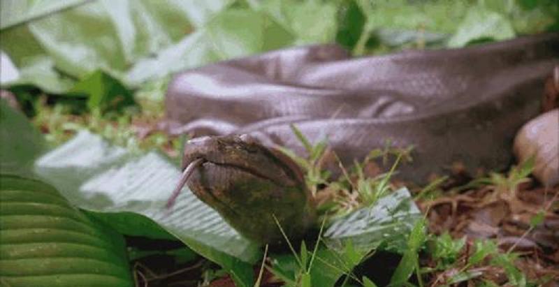 探秘亚马逊热带雨林十大恐怖动物,亚马逊的雨林为什么叫人类禁区