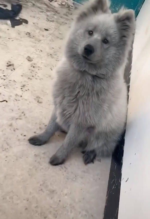 灰色萨摩耶,萨摩耶灰色