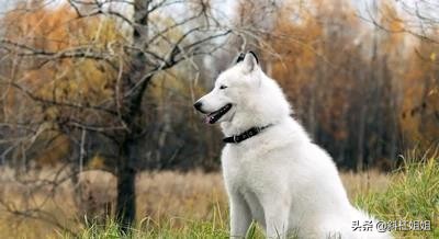 德牧和萨摩耶混血到底是什么品种,萨摩耶犬和德牧的白色崽图片