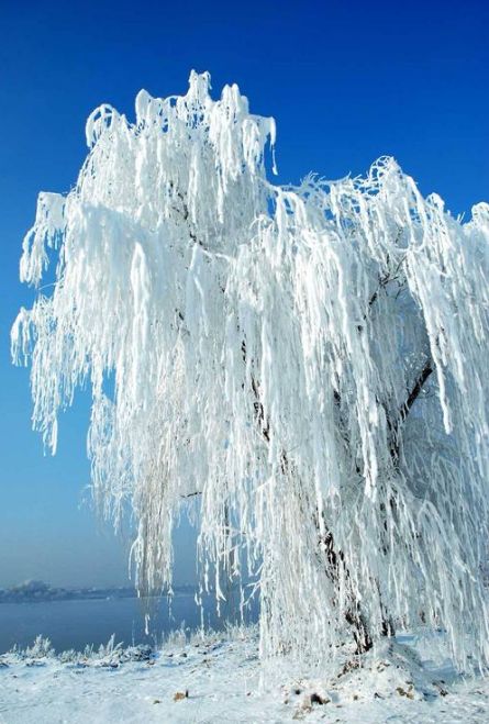 古诗词中柳树的寓意,古诗词里有冬天的诗句