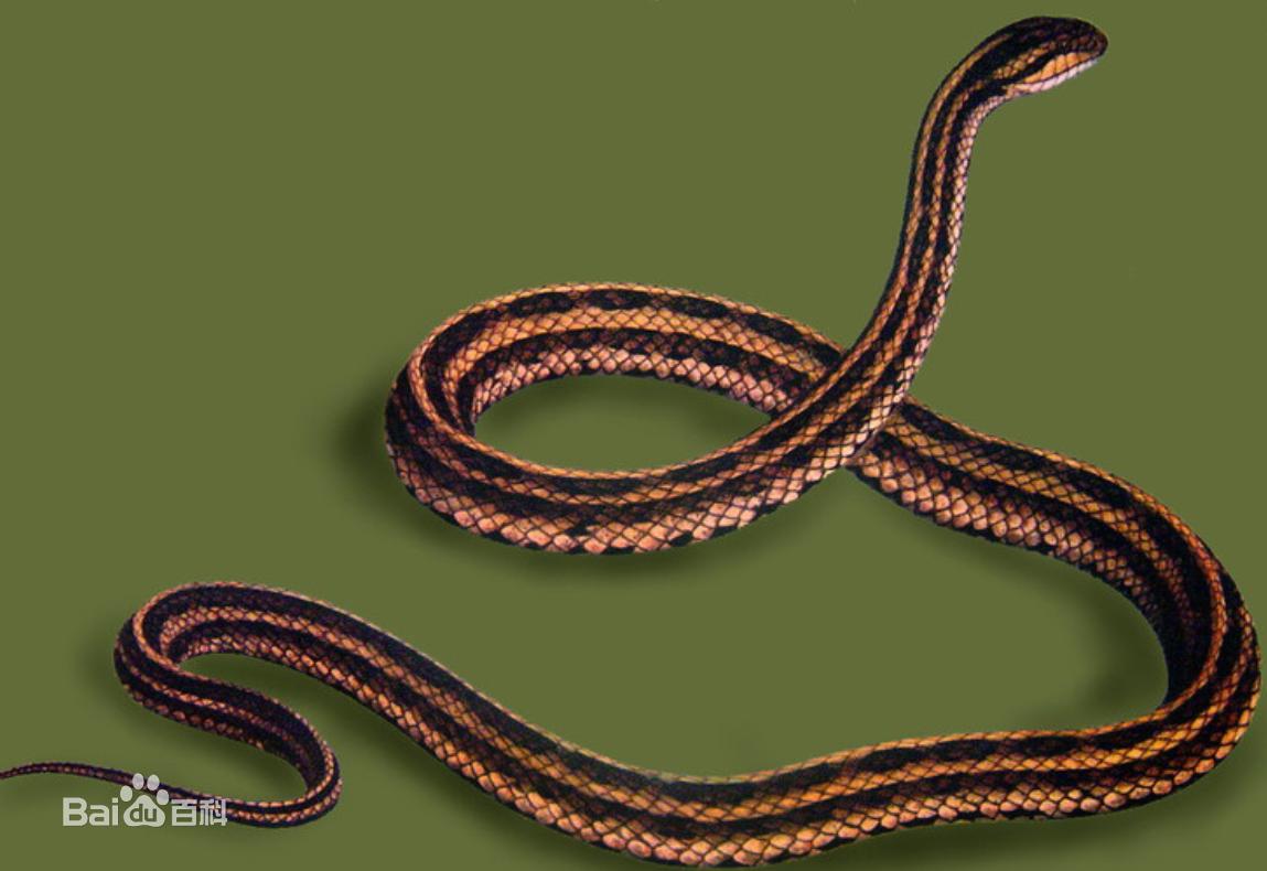 冷血精神病有感情吗,冷血精神病治疗