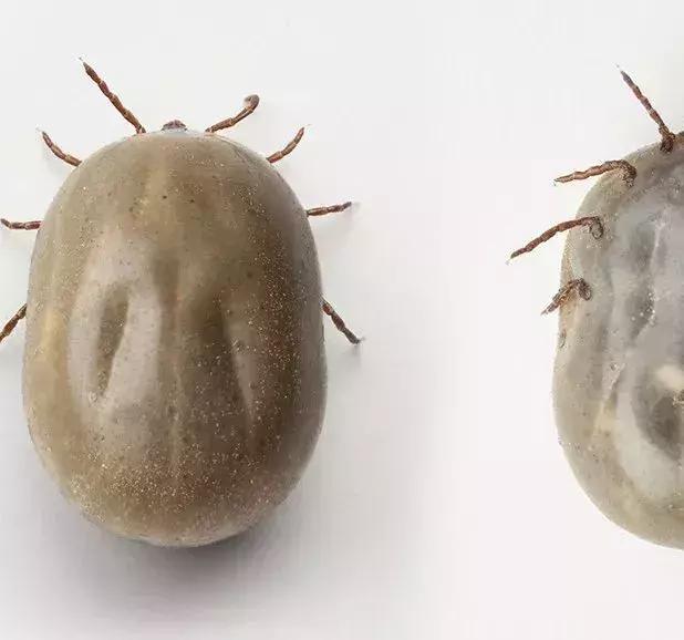 小朋友身上有多处黑痣怎么回事,十岁男孩身上长黑痣是什么原因